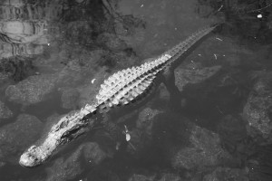 Everglades-Florida-pic-by-Ralph-Oechel (5)