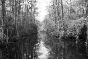Everglades-Florida-pic-by-Ralph-Oechel (6)